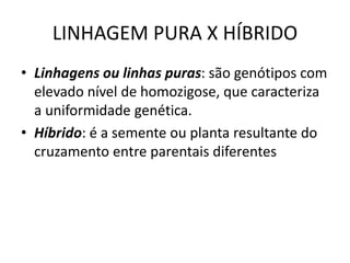 LINHAGEM PURA X HÍBRIDO
• Linhagens ou linhas puras: são genótipos com
elevado nível de homozigose, que caracteriza
a uniformidade genética.
• Híbrido: é a semente ou planta resultante do
cruzamento entre parentais diferentes
 