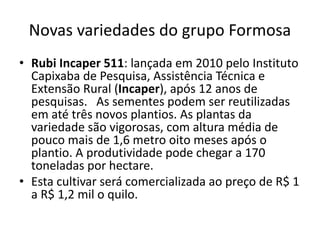 Novas variedades do grupo Formosa
• Rubi Incaper 511: lançada em 2010 pelo Instituto
Capixaba de Pesquisa, Assistência Técnica e
Extensão Rural (Incaper), após 12 anos de
pesquisas. As sementes podem ser reutilizadas
em até três novos plantios. As plantas da
variedade são vigorosas, com altura média de
pouco mais de 1,6 metro oito meses após o
plantio. A produtividade pode chegar a 170
toneladas por hectare.
• Esta cultivar será comercializada ao preço de R$ 1
a R$ 1,2 mil o quilo.
 