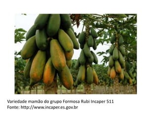 Variedade mamão do grupo Formosa Rubi Incaper 511
Fonte: http://www.incaper.es.gov.br
 