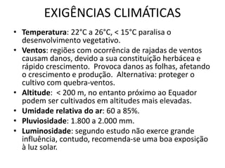 EXIGÊNCIAS CLIMÁTICAS
• Temperatura: 22°C a 26°C, < 15°C paralisa o
desenvolvimento vegetativo.
• Ventos: regiões com ocorrência de rajadas de ventos
causam danos, devido a sua constituição herbácea e
rápido crescimento. Provoca danos as folhas, afetando
o crescimento e produção. Alternativa: proteger o
cultivo com quebra-ventos.
• Altitude: < 200 m, no entanto próximo ao Equador
podem ser cultivados em altitudes mais elevadas.
• Umidade relativa do ar: 60 a 85%.
• Pluviosidade: 1.800 a 2.000 mm.
• Luminosidade: segundo estudo não exerce grande
influência, contudo, recomenda-se uma boa exposição
à luz solar.
 