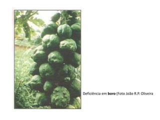 Deficiência em boro (Foto João R.P. Oliveira
 