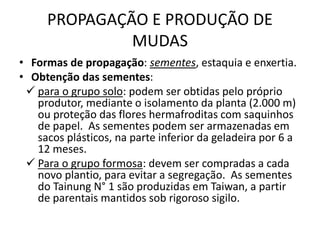 PROPAGAÇÃO E PRODUÇÃO DE
MUDAS
• Formas de propagação: sementes, estaquia e enxertia.
• Obtenção das sementes:
 para o grupo solo: podem ser obtidas pelo próprio
produtor, mediante o isolamento da planta (2.000 m)
ou proteção das flores hermafroditas com saquinhos
de papel. As sementes podem ser armazenadas em
sacos plásticos, na parte inferior da geladeira por 6 a
12 meses.
 Para o grupo formosa: devem ser compradas a cada
novo plantio, para evitar a segregação. As sementes
do Tainung N° 1 são produzidas em Taiwan, a partir
de parentais mantidos sob rigoroso sigilo.
 