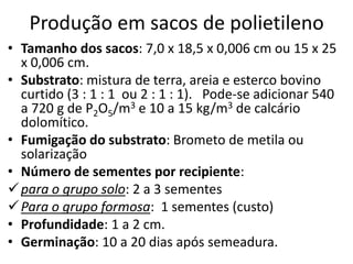 Produção em sacos de polietileno
• Tamanho dos sacos: 7,0 x 18,5 x 0,006 cm ou 15 x 25
x 0,006 cm.
• Substrato: mistura de terra, areia e esterco bovino
curtido (3 : 1 : 1 ou 2 : 1 : 1). Pode-se adicionar 540
a 720 g de P2O5/m3 e 10 a 15 kg/m3 de calcário
dolomítico.
• Fumigação do substrato: Brometo de metila ou
solarização
• Número de sementes por recipiente:
para o grupo solo: 2 a 3 sementes
Para o grupo formosa: 1 sementes (custo)
• Profundidade: 1 a 2 cm.
• Germinação: 10 a 20 dias após semeadura.
 