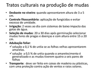 Tratos culturais na produção de mudas
• Desbaste no viveiro: quando apresentarem altura de 3 a 5
cm.
• Controle fitossanitário: aplicação de fungicidas e evitar
excesso de umidade.
• Irrigação: 2 vezes ao dia com sistemas de baixo impacto das
gotas de água.
• Seleção de mudas: 20 a 30 dias após germinação selecionar
mudas livres de pragas e doenças e com altura entre 15 a 20
cm.
• Adubação foliar:
solução a 0,1 % de uréia se as folhas velhas apresentarem
amarelas.
solução a 0,5 % de uréia quando o amarelecimento é
generalizado e as mudas tiverem quatro a seis pares de
folhas
• Transporte: deve ser feito em caixas de madeira ou plásticas,
com uma proteção contra ação de ventos e raios solares.
 