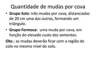 Quantidade de mudas por cova
• Grupo Solo: três mudas por cova, distanciadas
de 20 cm uma das outras, formando um
triângulo.
• Grupo Formosa: uma muda por cova, em
função do elevado custo das sementes.
Obs.: as mudas deverão ficar com a região do
colo no mesmo nível do solo.
 