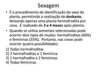 Sexagem
• É o procedimento de identificação do sexo da
planta, permitindo a realização do desbaste,
deixando apenas uma planta hermafrodita por
cova. É realizado de 3 a 4 meses após plantio.
• Quando se utiliza sementes selecionadas pode
ocorrer dois tipos de mudas: hermafroditas (66%)
e femininas (33%). Portanto, nas covas pode
ocorrer quatro possibilidades:
1) Todas hermafroditas
2) 2 hermafroditas e 1 feminina
3) 1 hermafrodita e 2 femininas
4) Todas femininas
 