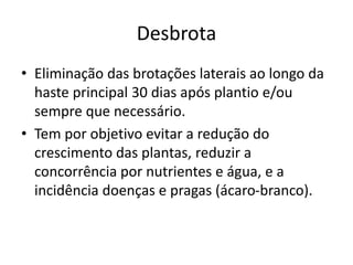 Desbrota
• Eliminação das brotações laterais ao longo da
haste principal 30 dias após plantio e/ou
sempre que necessário.
• Tem por objetivo evitar a redução do
crescimento das plantas, reduzir a
concorrência por nutrientes e água, e a
incidência doenças e pragas (ácaro-branco).
 