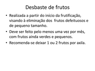 Desbaste de frutos
• Realizada a partir do início da frutificação,
visando à eliminação dos frutos defeituosos e
de pequeno tamanho.
• Deve ser feito pelo menos uma vez por mês,
com frutos ainda verdes e pequenos.
• Recomenda-se deixar 1 ou 2 frutos por axila.
 