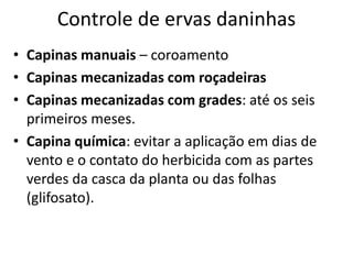 Controle de ervas daninhas
• Capinas manuais – coroamento
• Capinas mecanizadas com roçadeiras
• Capinas mecanizadas com grades: até os seis
primeiros meses.
• Capina química: evitar a aplicação em dias de
vento e o contato do herbicida com as partes
verdes da casca da planta ou das folhas
(glifosato).
 