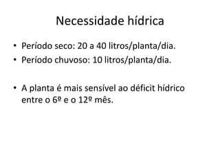 Necessidade hídrica
• Período seco: 20 a 40 litros/planta/dia.
• Período chuvoso: 10 litros/planta/dia.
• A planta é mais sensível ao déficit hídrico
entre o 6º e o 12º mês.
 