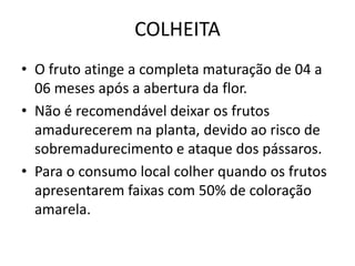 COLHEITA
• O fruto atinge a completa maturação de 04 a
06 meses após a abertura da flor.
• Não é recomendável deixar os frutos
amadurecerem na planta, devido ao risco de
sobremadurecimento e ataque dos pássaros.
• Para o consumo local colher quando os frutos
apresentarem faixas com 50% de coloração
amarela.
 