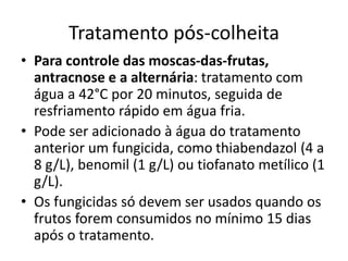 Tratamento pós-colheita
• Para controle das moscas-das-frutas,
antracnose e a alternária: tratamento com
água a 42°C por 20 minutos, seguida de
resfriamento rápido em água fria.
• Pode ser adicionado à água do tratamento
anterior um fungicida, como thiabendazol (4 a
8 g/L), benomil (1 g/L) ou tiofanato metílico (1
g/L).
• Os fungicidas só devem ser usados quando os
frutos forem consumidos no mínimo 15 dias
após o tratamento.
 