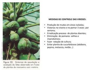 MEDIDAS DE CONTROLE DAS VIROSES:
• Produção de mudas em áreas isoladas;
• Vistorias no viveiro e no pomar 3 vezes por
semana;
• Erradicação precoce de plantas doentes;
• Eliminação de pomares velhos e
improdutivos;
• Fazer rotação de cultura;
• Evitar plantio de cucurbitáceas (abóbora,
pepino, melancia, melão...)
 