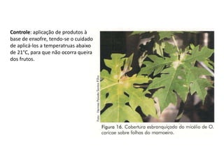 Controle: aplicação de produtos à
base de enxofre, tendo-se o cuidado
de aplicá-los a temperatruas abaixo
de 21°C, para que não ocorra queira
dos frutos.
 