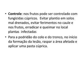 • Controle: nos frutos pode ser controlado com
fungicidas cúpricos. Evitar plantio em solos
mal drenados, evitar ferimentos no caule e
nos frutos, erradicar e queimar no local
plantas infectadas
• Para a podridão do colo e do tronco, no início
da formação da lesão, raspar a área afetada e
aplicar uma pasta cúprica.
 