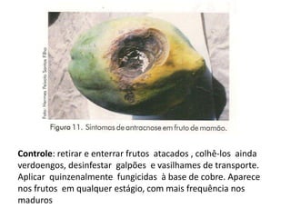 Controle: retirar e enterrar frutos atacados , colhê-los ainda
verdoengos, desinfestar galpões e vasilhames de transporte.
Aplicar quinzenalmente fungicidas à base de cobre. Aparece
nos frutos em qualquer estágio, com mais frequência nos
maduros
 