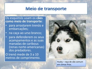 Meio de transporteOs esquimós usam os cães como meio de transporte:para arrastarem trenós e embarcações; na caça ao urso branco;para defenderem os seus acampamentos e as suas manadas de caribous (renas norte-americanas) dos predadores. O trenó mede de 3 a 10 metros de comprimento.Husky – raça de cão comum em climas frios.