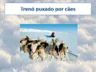 Trenó puxado por cães