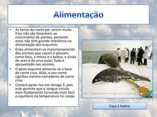 AlimentaçãoAs terras do norte por serem muito frias não são favoráveis ao crescimento de plantas, portanto estas não têm grande relevância na alimentação dos esquimós. Estes alimentam-se maioritariamente dos animais que caçam e pescam, como foca, a morsa e a baleia, e ainda de aves e do urso polar. Tudo é aproveitado nos animais. O povo esquimó alimenta-se a base de carne crua. Aliás, o seu nome significa mesmo comedores de carne crua. Comem peixe rico em ómega 3, pois este permite que o sangue circule mais fluidamente tornando mais fácil o equilíbrio da temperatura no corpo.Caça à baleia.