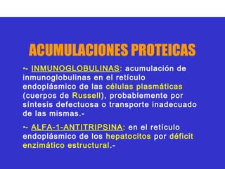 ACUMULACIONES PROTEICAS
•- INMUNOGLOBULINAS: acumulación de
inmunoglobulinas en el retículo
endoplásmico de las células plasmáticas
(cuerpos de Russell), probablemente por
síntesis defectuosa o transporte inadecuado
de las mismas.-
•- ALFA-1-ANTITRIPSINA: en el retículo
endoplásmico de los hepatocitos por déficit
enzimático estructural .-
 