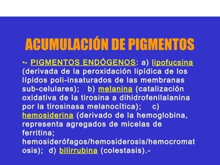 ACUMULACIÓN DE PIGMENTOS
•- PIGMENTOS ENDÓGENOS: a) lipofucsina
(derivada de la peroxidación lipídica de los
lípidos poli-insaturados de las membranas
sub-celulares); b) melanina (catalización
oxidativa de la tirosina a dihidrofenilalanina
por la tirosinasa melanocítica) ;    c)
hemosiderina (derivado de la hemoglobina,
representa agregados de micelas de
ferritina;
hemosiderófagos/hemosiderosis/hemocromat
osis); d) bilirrubina (colestasis).-
 