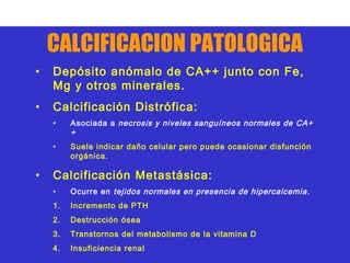 CALCIFICACION PATOLOGICA
•   Depósito anómalo de CA++ junto con Fe,
    Mg y otros minerales.
•   Calcificación Distrófica:
    •    Asociada a necrosis y niveles sanguíneos normales de CA+
         +
    •    Suele indicar daño celular pero puede ocasionar disfunción
         orgánica.

•   Calcificación Metastásica:
    •    Ocurre en tejidos normales en presencia de hipercalcemia .
    1.   Incremento de PTH
    2.   Destrucción ósea
    3.   Transtornos del metabolismo de la vitamina D
    4.   Insuficiencia renal
 