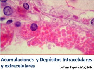 Acumulaciones y Depósitos Intracelulares
y extracelulares Juliana Zapata. M.V, MSc
 