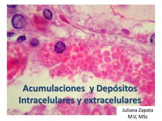 Acumulaciones y Depósitos
Intracelulares y extracelulares
Juliana Zapata
M.V, MSc

 
