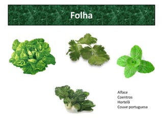 Folha




        Alface
        Coentros
        Hortelã
        Couve portuguesa
 