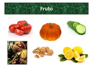 Fruto
 