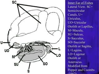 Utricle Function acuostic latral system presentation free downl.ppt