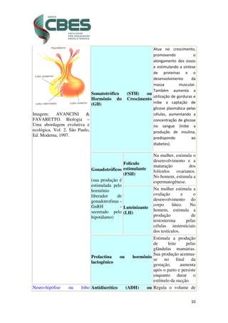 10
Imagem: AVANCINI &
FAVARETTO. Biologia –
Uma abordagem evolutiva e
ecológica. Vol. 2. São Paulo,
Ed. Moderna, 1997.
Somatotrófico (STH) ou
Hormônio do Crescimento
(GH)
Atua no crescimento,
promovendo o
alongamento dos ossos
e estimulando a síntese
de proteínas e o
desenvolvimento da
massa muscular.
Também aumenta a
utilização de gorduras e
inibe a captação de
glicose plasmática pelas
células, aumentando a
concentração de glicose
no sangue (inibe a
produção de insulina,
predispondo ao
diabetes).
Gonadotróficos
(sua produção é
estimulada pelo
hormônio
liberador de
gonadotrofinas -
GnRH -
secretado pelo
hipotálamo)
Folículo
estimulante
(FSH)
Na mulher, estimula o
desenvolvimento e a
maturação dos
folículos ovarianos.
No homem, estimula a
espermatogênese.
Luteinizante
(LH)
Na mulher estimula a
ovulação e o
desenvolvimento do
corpo lúteo. No
homem, estimula a
produção de
testosterona pelas
células instersticiais
dos testículos.
Prolactina ou hormônio
lactogênico
Estimula a produção
de leite pelas
glândulas mamárias.
Sua produção acentua-
se no final da
gestação, aumenta
após o parto e persiste
enquanto durar o
estímulo da sucção.
Neuro-hipófise ou lobo Antidiurético (ADH) ou Regula o volume de
 