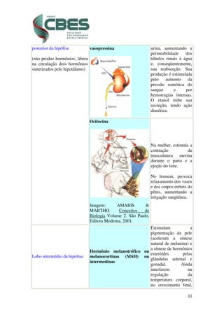 11
posterior da hipófise
(não produz hormônios; libera
na circulação dois hormônios
sintetizados pelo hipotálamo)
vasopressina urina, aumentando a
permeabilidade dos
túbulos renais à água
e, conseqüentemente,
sua reabsorção. Sua
produção é estimulada
pelo aumento da
pressão osmótica do
sangue e por
hemorragias intensas.
O etanol inibe sua
secreção, tendo ação
diurética.
Ocitocina
Imagem: AMABIS &
MARTHO. Conceitos de
Biologia Volume 2. São Paulo,
Editora Moderna, 2001.
Na mulher, estimula a
contração da
musculatura uterina
durante o parto e a
ejeção do leite.
No homem, provoca
relaxamento dos vasos
e dos corpos eréteis do
pênis, aumentando a
irrigação sangüínea.
Lobo intermédio da hipófise
Hormônio melanotrófico ou
melanocortinas (MSH) ou
intermedinas
Estimulam a
pigmentação da pele
(aceleram a síntese
natural de melanina) e
a síntese de hormônios
esteróides pelas
glândulas adrenal e
gonadal. Ainda
interferem na
regulação da
temperatura corporal,
no crescimento fetal,
 