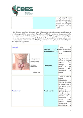 12
secreção de prolactina,
proteção do miocárdio
em caso de isquemia,
redução dos estoques
de gordura corporal
(*) etc.
(*) A leptina, hormônio secretado pelas células do tecido adiposo, ao ser liberada na
circulação periférica, atua sobre o hipotálamo, inibindo o apetite. A ligação da leptina
aos receptores hipotalâmicos estimula a secreção de MSH que, por sua vez, se liga a
outros neurônios, responsáveis pela diminuição do apetite. Entretanto, a perda de peso
observada com o tratamento com MSH sugere também sua ação direta na mobilização
dos depósitos de gordura.
Tireóide
Tiroxina (T4) e
triiodotironina (T3)
Regula o
desenvolvimento e
o metabolismo
geral.
Calcitonina
Regula a taxa de
cálcio no sangue,
inibindo sua
remoção dos
ossos, o que
diminui a taxa
plasmática de
cálcio.
Paratireoídes Paratormônio
Regula a taxa de
cálcio,
estimulando a
remoção de cálcio
da matriz óssea (o
qual passa para o
plasma
sangüíneo), a
absorção de cálcio
dos alimentos pelo
intestino e a
reabsorção de
cálcio pelos
túbulos renais,
aumentando a
concentração de
 