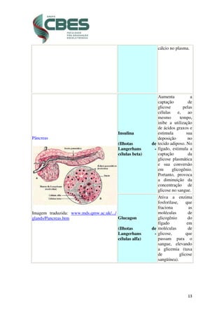 13
cálcio no plasma.
Pâncreas
Imagem traduzida: www.mds.qmw.ac.uk/.../
glands/Pancreas.htm
Insulina
(Ilhotas de
Langerhans -
células beta)
Aumenta a
captação de
glicose pelas
células e, ao
mesmo tempo,
inibe a utilização
de ácidos graxos e
estimula sua
deposição no
tecido adiposo. No
fígado, estimula a
captação da
glicose plasmática
e sua conversão
em glicogênio.
Portanto, provoca
a diminuição da
concentração de
glicose no sangue.
Glucagon
(Ilhotas de
Langerhans -
células alfa)
Ativa a enzima
fosforilase, que
fraciona as
moléculas de
glicogênio do
fígado em
moléculas de
glicose, que
passam para o
sangue, elevando
a glicemia (taxa
de glicose
sangüínea).
 
