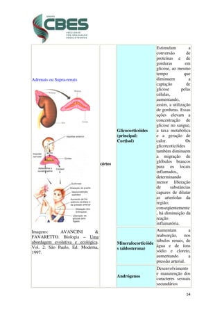 14
Adrenais ou Supra-renais
Imagens: AVANCINI &
FAVARETTO. Biologia – Uma
abordagem evolutiva e ecológica.
Vol. 2. São Paulo, Ed. Moderna,
1997.
córtex
Glicocorticóides
(principal:
Cortisol)
Estimulam a
conversão de
proteínas e de
gorduras em
glicose, ao mesmo
tempo que
diminuem a
captação de
glicose pelas
células,
aumentando,
assim, a utilização
de gorduras. Essas
ações elevam a
concentração de
glicose no sangue,
a taxa metabólica
e a geração de
calor. Os
glicorcoticóides
também diminuem
a migração de
glóbulos brancos
para os locais
inflamados,
determinando
menor liberação
de substâncias
capazes de dilatar
as arteríolas da
região;
conseqüentemente
, há diminuição da
reação
inflamatória.
Mineralocorticóide
s (aldosterona)
Aumentam a
reabsorção, nos
túbulos renais, de
água e de íons
sódio e cloreto,
aumentando a
pressão arterial.
Andrógenos
Desenvolvimento
e manutenção dos
caracteres sexuais
secundários
 