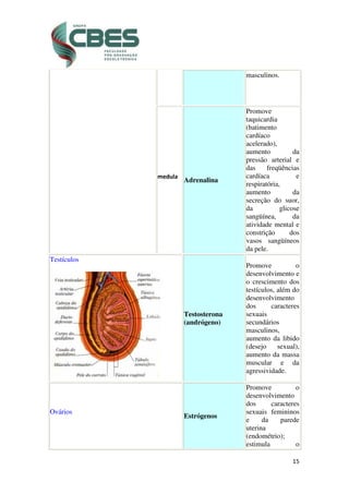 15
masculinos.
medula
Adrenalina
Promove
taquicardia
(batimento
cardíaco
acelerado),
aumento da
pressão arterial e
das freqüências
cardíaca e
respiratória,
aumento da
secreção do suor,
da glicose
sangüínea, da
atividade mental e
constrição dos
vasos sangüíneos
da pele.
Testículos
Testosterona
(andrógeno)
Promove o
desenvolvimento e
o crescimento dos
testículos, além do
desenvolvimento
dos caracteres
sexuais
secundários
masculinos,
aumento da libido
(desejo sexual),
aumento da massa
muscular e da
agressividade.
Ovários
Estrógenos
Promove o
desenvolvimento
dos caracteres
sexuais femininos
e da parede
uterina
(endométrio);
estimula o
 