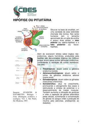 3
HIPÓFISE OU PITUITÁRIA
Situa-se na base do encéfalo, em
uma cavidade do osso esfenóide
chamada tela túrcica. Nos seres
humanos tem o tamanho
aproximado de um grão de ervilha
e possui duas partes: o lobo
anterior (ou adeno-hipófise) e o
lobo posterior (ou neuro-
hipófise).
Imagem: AVANCINI &
FAVARETTO. Biologia –
Uma abordagem evolutiva e
ecológica. Vol. 2. São Paulo,
Ed. Moderna, 1997.
Além de exercerem efeitos sobre órgãos não-
endócrinos, alguns hormônios, produzidos pela
hipófise são denominados trópicos (ou tróficos)
porque atuam sobre outras glândulas endócrinas,
comandando a secreção de outros hormônios.
São eles:
• Tireotrópicos: atuam sobre a glândula
endócrina tireóide.
• Adrenocorticotrópicos: atuam sobre o
córtex da glândula endócrina adrenal
(supra-renal)
• Gonadotrópicos: atuam sobre as gônadas
masculinas e femininas.
• Somatotrófico: atua no crescimento,
promovendo o alongamento dos ossos e
estimulando a síntese de proteínas e o
desenvolvimento da massa muscular.
Também aumenta a utilização de gorduras
e inibe a captação de glicose plasmática
pelas células, aumentando a concentração
de glicose no sangue (inibe a produção de
insulina pelo pâncreas, predispondo ao
diabetes).
 
