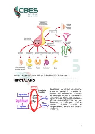 4
Imagem: CÉSAR & CEZAR. Biologia 2. São Paulo, Ed Saraiva, 2002
HIPOTÁLAMO
Localizado no cérebro diretamente
acima da hipófise, é conhecido por
exercer controle sobre ela por meios
de conexões neurais e substâncias
semelhantes a hormônios chamados
fatores desencadeadores (ou de
liberação), o meio pelo qual o
sistema nervoso controla o
comportamento sexual via sistema
endócrino.
 