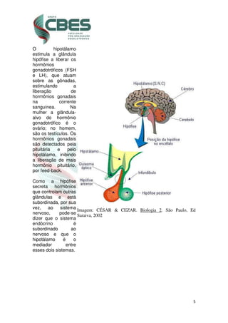 5
O hipotálamo
estimula a glândula
hipófise a liberar os
hormônios
gonadotróficos (FSH
e LH), que atuam
sobre as gônadas,
estimulando a
liberação de
hormônios gonadais
na corrente
sanguínea. Na
mulher a glândula-
alvo do hormônio
gonadotrófico é o
ovário; no homem,
são os testículos. Os
hormônios gonadais
são detectados pela
pituitária e pelo
hipotálamo, inibindo
a liberação de mais
hormônio pituitário,
por feed-back.
Como a hipófise
secreta hormônios
que controlam outras
glândulas e está
subordinada, por sua
vez, ao sistema
nervoso, pode-se
dizer que o sistema
endócrino é
subordinado ao
nervoso e que o
hipotálamo é o
mediador entre
esses dois sistemas.
Imagem: CÉSAR & CEZAR. Biologia 2. São Paulo, Ed
Saraiva, 2002
 