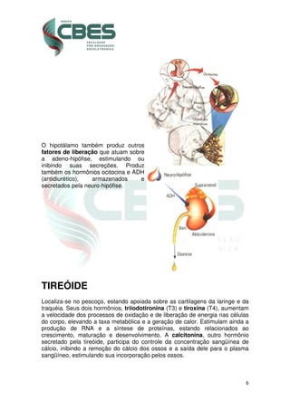 6
O hipotálamo também produz outros
fatores de liberação que atuam sobre
a adeno-hipófise, estimulando ou
inibindo suas secreções. Produz
também os hormônios ocitocina e ADH
(antidiurético), armazenados e
secretados pela neuro-hipófise.
TIREÓIDE
Localiza-se no pescoço, estando apoiada sobre as cartilagens da laringe e da
traquéia. Seus dois hormônios, triiodotironina (T3) e tiroxina (T4), aumentam
a velocidade dos processos de oxidação e de liberação de energia nas células
do corpo, elevando a taxa metabólica e a geração de calor. Estimulam ainda a
produção de RNA e a síntese de proteínas, estando relacionados ao
crescimento, maturação e desenvolvimento. A calcitonina, outro hormônio
secretado pela tireóide, participa do controle da concentração sangüínea de
cálcio, inibindo a remoção do cálcio dos ossos e a saída dele para o plasma
sangüíneo, estimulando sua incorporação pelos ossos.
 