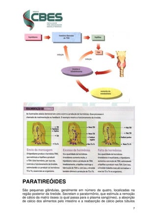 7
PARATIREÓIDES
São pequenas glândulas, geralmente em número de quatro, localizadas na
região posterior da tireóide. Secretam o paratormônio, que estimula a remoção
de cálcio da matriz óssea (o qual passa para o plasma sangüíneo), a absorção
de cálcio dos alimentos pelo intestino e a reabsorção de cálcio pelos túbulos
 