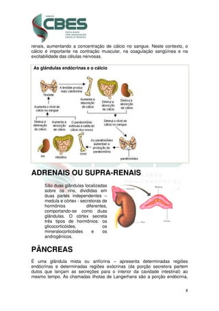 8
renais, aumentando a concentração de cálcio no sangue. Neste contexto, o
cálcio é importante na contração muscular, na coagulação sangüínea e na
excitabilidade das células nervosas.
As glândulas endócrinas e o cálcio
ADRENAIS OU SUPRA-RENAIS
São duas glândulas localizadas
sobre os rins, divididas em
duas partes independentes –
medula e córtex - secretoras de
hormônios diferentes,
comportando-se como duas
glândulas. O córtex secreta
três tipos de hormônios: os
glicocorticóides, os
mineralocorticóides e os
androgênicos.
PÂNCREAS
É uma glândula mista ou anfícrina – apresenta determinadas regiões
endócrinas e determinadas regiões exócrinas (da porção secretora partem
dutos que lançam as secreções para o interior da cavidade intestinal) ao
mesmo tempo. As chamadas ilhotas de Langerhans são a porção endócrina,
 