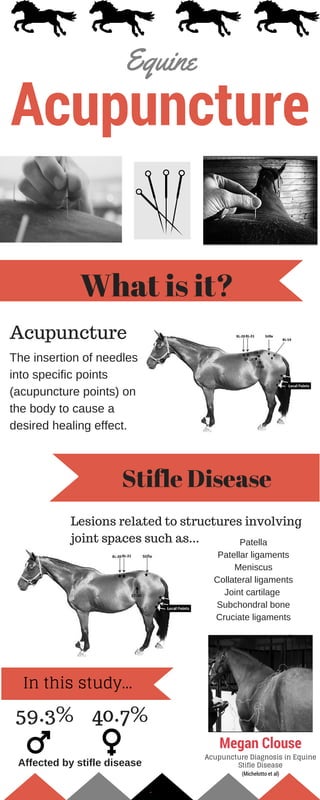 Acupuncture
Equine
What is it?
Acupuncture
Stifle Disease
Lesions related to structures involving
joint spaces such as...
The insertion of needles
into specific points
(acupuncture points) on
the body to cause a
desired healing effect.
Patella
Patellar ligaments
Meniscus
Collateral ligaments
Joint cartilage
Subchondral bone
Cruciate ligaments
Megan
Clouse
Megan Clouse
Acupuncture Diagnosis in Equine
Stifle Disease
(Michelotto et al)
59.3%
In this study...
40.7%
Affected by stifle disease
 