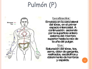 Pulmón (P) Localización: Empieza en la cara lateral del tórax, en el primer espacio intercostal. A continuación  asciende por la superficie antero externa del miembro superior hasta la raíz de la uña del pulgar. Uso:   Saturación del tórax, tos, asma, dolor de garganta, resfriados, escalofríos y dolorimiento de hombros y espalda. 