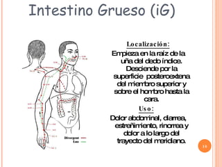 Intestino Grueso (iG) Localización: Empieza en la raíz de la uña del dedo índice. Desciende por la superficie  posteroextena del miembro superior y sobre el hombro hasta la cara. Uso:   Dolor abdominal, diarrea, estreñimiento, rinorrea y dolor a lo largo del trayecto del meridiano. 
