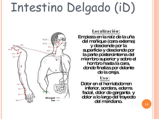 Intestino Delgado (iD) Localización: Empieza en la raíz de la uña del meñique (cara externa) y desciende por la superficie y desciende por la parte posterointerna del miembro superior y sobre el hombro hasta la cara, donde finaliza por delante de la oreja. Uso:   Dolor en el hemiabdomen inferior, sordera, edema facial, dolor de garganta  y dolor a lo largo del trayecto del meridiano. 