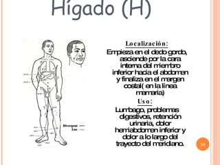 Hígado (H) Localización: Empieza en el dedo gordo, asciende por la cara interna del miembro inferior hacia el abdomen y finaliza en el margen costal( en la línea mamaria) Uso:   Lumbago, problemas digestivos, retención urinaria, dolor hemiabdomen inferior y dolor a lo largo del trayecto del meridiano. 