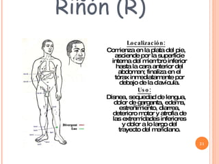 Riñón (R) Localización: Comienza en la plata del pie, asciende por la superficie interna del miembro inferior hasta la cara anterior del abdomen; finaliza en el tórax inmediatamente por debajo de la clavícula. Uso:   Disnea, sequedad de lengua, dolor de garganta, edema, estreñimiento, diarrea, deterioro motor y atrofia de las extremidades inferiores y dolor a lo largo del trayecto del meridiano. 