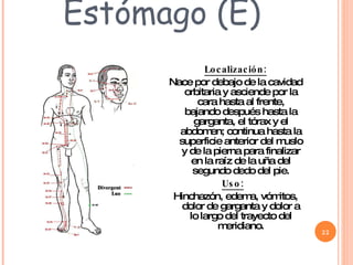 Estómago (E) Localización: Nace por debajo de la cavidad orbitaria y asciende por la cara hasta al frente, bajando después hasta la garganta, el tórax y el abdomen; continua hasta la superficie anterior del muslo y de la pierna para finalizar en la raíz de la uña del segundo dedo del pie. Uso:   Hinchazón, edema, vómitos, dolor de garganta y dolor a lo largo del trayecto del meridiano. 
